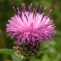 Wildflower Common Knapweed
